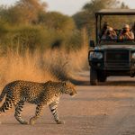 Botswana photo safari : les meilleurs conseils pour réussir vos images